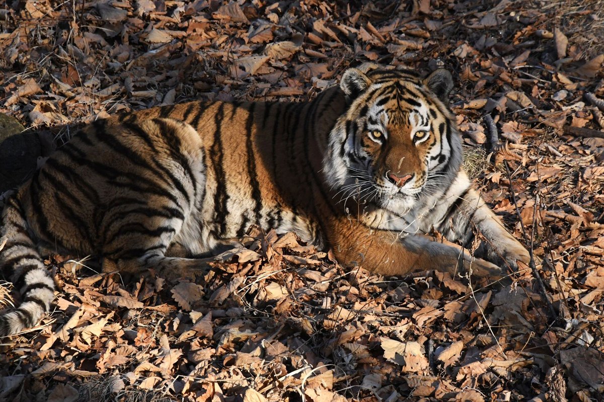 Амурский тигр. Фото: Виталий Аньков / РИА Новости /  nature.kremlin.ru