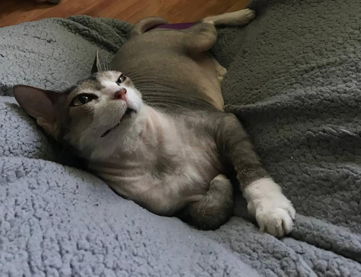 Погибший кот Вероники. Фото: личный архив Вероники